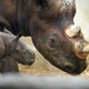 Image for article titled Happy Mother's Day To All Creatures, Great And Small